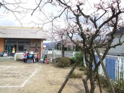5/10（月） 園庭の梅・桜が開花しました。
